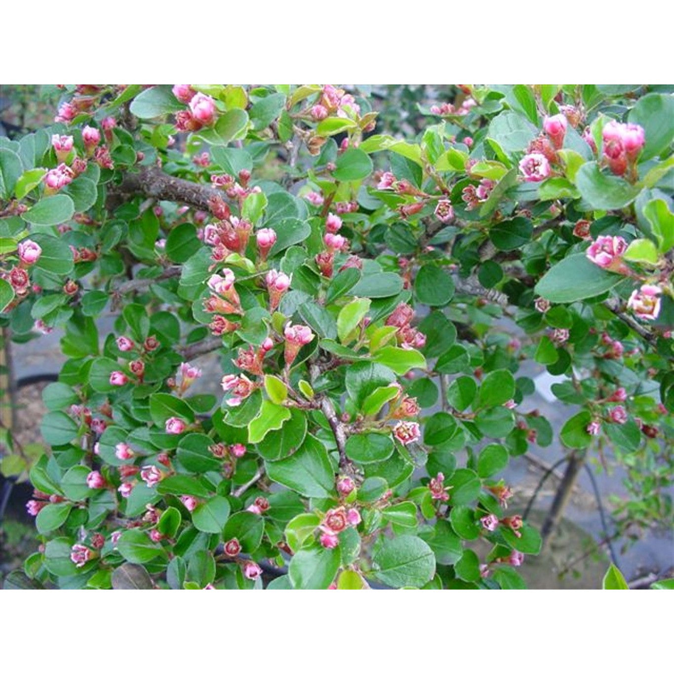 Krypoxbär – Cotoneaster nanshan 'Copra' - 90 CM Stem C10